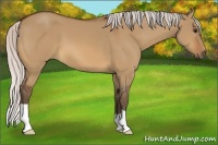 Horse Color:Silver Bay Dun 