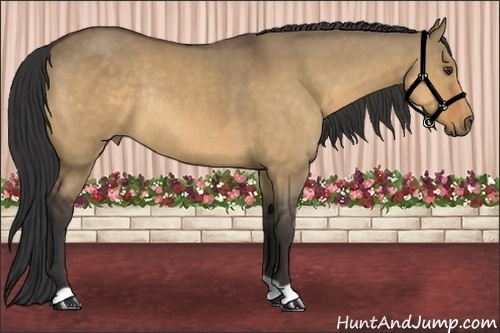 Horse Color:Buckskin Dun Rabicano 