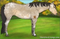 Horse Color:Buckskin Ice Dun