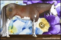 Horse Color:Liver Chestnut Sabino Splash
