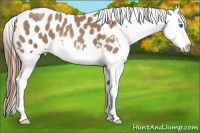 Horse Color:Classic Champagne Splash Appaloosa 