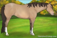Horse Color:Amber Champagne Roan