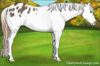 Horse Color:Buckskin Splash Varnish Rabicano