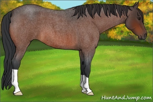 Horse Color:Bay Roan 