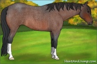Horse Color:Bay Roan 