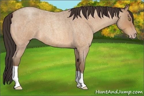 Horse Color:Amber Champagne Roan
