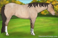 Horse Color:Amber Champagne Roan 