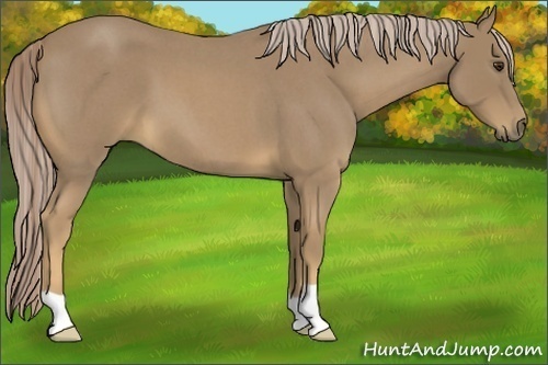 Horse Color:Palomino Roan 