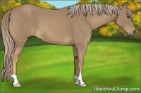 Horse Color:Palomino Roan 