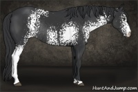 Horse Color:White Spotted Black Rabicano 