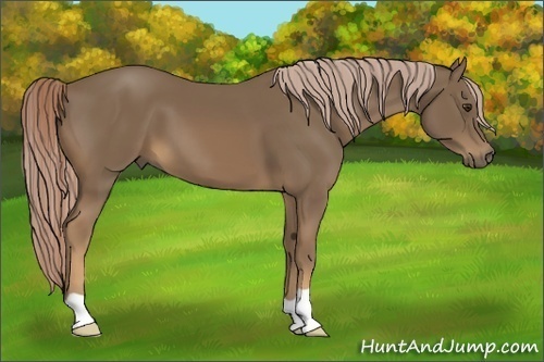 Horse Color:Chocolate Palomino 