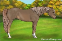 Horse Color:Chocolate Palomino 