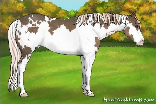 Horse Color:White Spotted Chocolate Palomino Sabino Splash Frame 