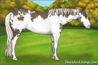 Horse Color:White Spotted Chocolate Palomino Sabino Splash Frame 
