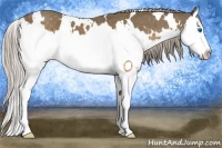 Horse Color:White Spotted Chocolate Palomino Splash