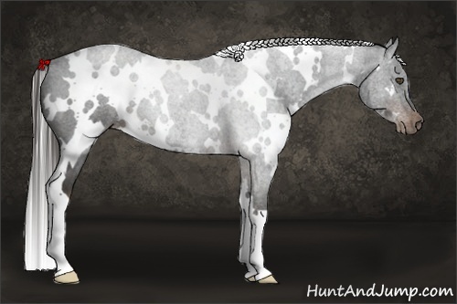 Horse Color:White Spotted Liver Chestnut 