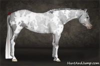 Horse Color:White Spotted Liver Chestnut 