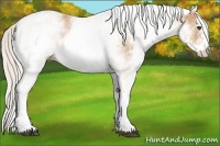 Horse Color:White Spotted Silver Buckskin Rabicano 