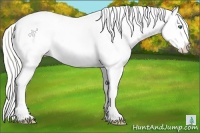 Horse Color:White Spotted Silver Perlino Splash Rabicano