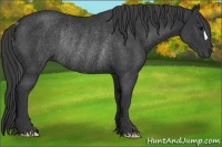 Horse Color:Black Frame Rabicano