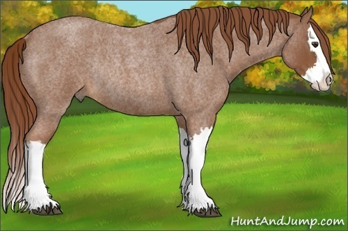 Horse Color:Red Roan Splash Rabicano 