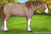 Horse Color:Red Roan Splash Rabicano 