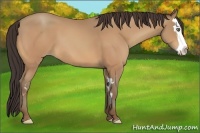 Horse Color:Amber Champagne Splash Frame 