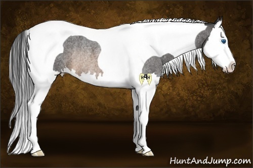 Horse Color:Buckskin Roan Splash Tobiano Rabicano 