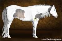 Horse Color:Buckskin Roan Splash Tobiano Rabicano 