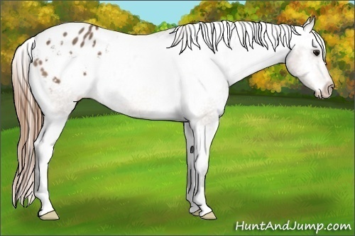 Horse Color:Buckskin Appaloosa 