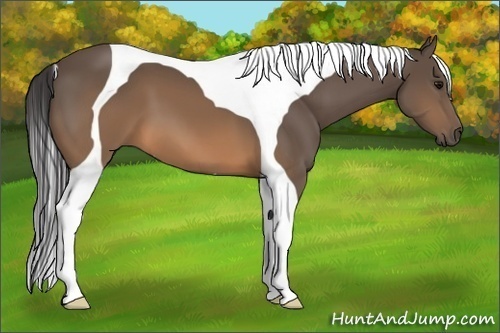 Horse Color:Buckskin Tobiano