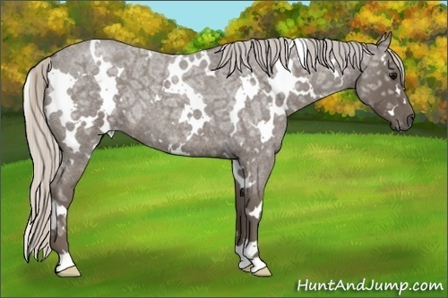 Horse Color:White Spotted Silver Blue Ice Roan