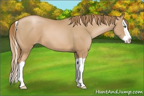 Horse Color:Chestnut Pearl Splash