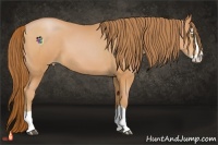 Horse Color:Bay Pearl Splash 