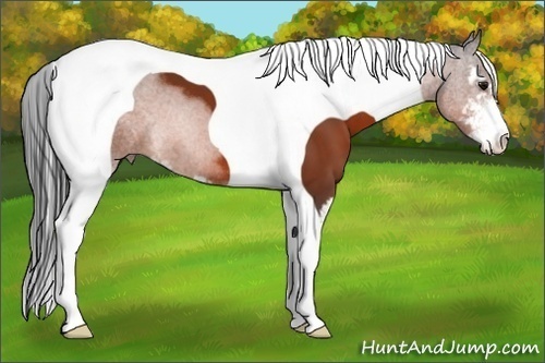 Horse Color:Bay Sabino Tobiano 