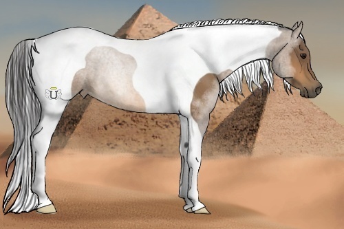 Horse Color:Buckskin Tobiano 