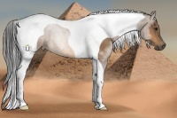 Horse Color:Buckskin Tobiano 
