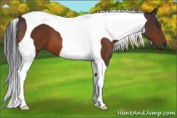 Horse Color:Bay Tobiano 
