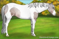 Horse Color:Bay Sabino Tobiano 