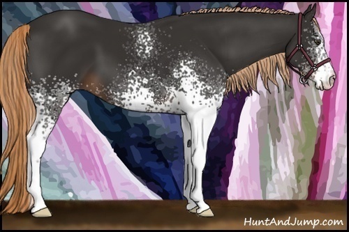 Horse Color:White Spotted Liver Chestnut