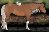 Horse Color:Silver Bay 