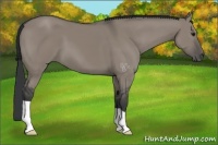 Horse Color:Grullo 
