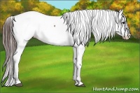 Horse Color:Brown Appaloosa 