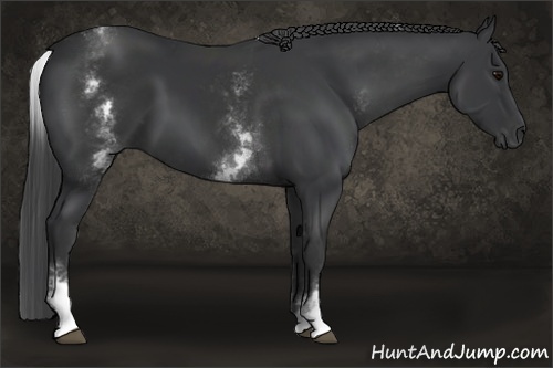 Horse Color:White Spotted Black 