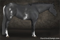 Horse Color:White Spotted Black
