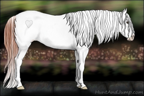 Horse Color:Brown Appaloosa