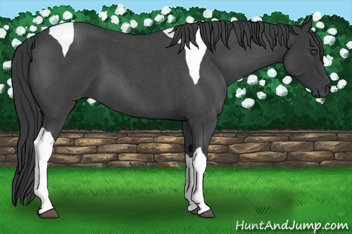 Horse Color:Blue Roan Tobiano 