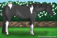 Horse Color:Blue Roan Tobiano