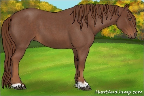 Horse Color:Red Roan