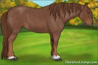 Horse Color:Red Roan 